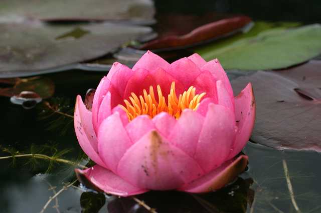 FH_VP_0071(James Brydon).JPG - Nymphaea "James Brydon"
